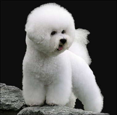 Bichon Fris